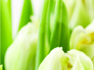 Фотообои DECOCODE Белые тюльпаны 1х2,8