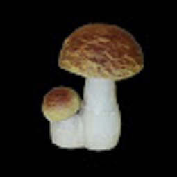 Два гриба /036800