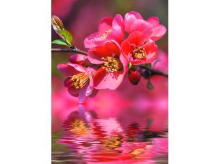 Фотообои DECOCODE Цветущая вишня 2х2,8