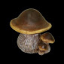 Два гриба /036801