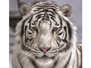 Фотообои DECOCODE Белый тигр 3х2,8