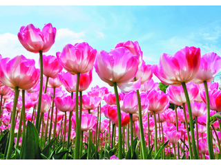 Фотообои DECOCODE Лес тюльпанов 4х2,8