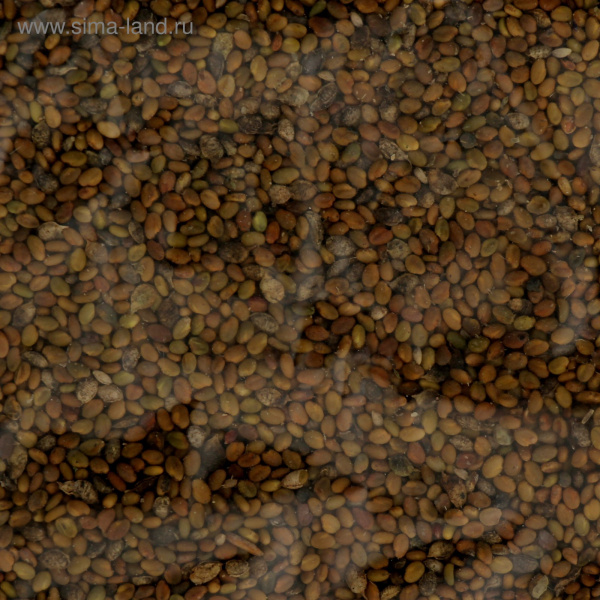 Семена Донник 50г.   3335539