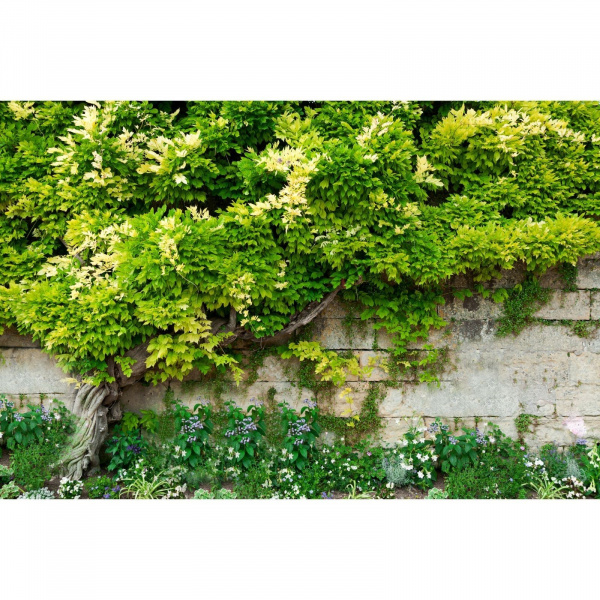 Фотобаннер, 300 × 160 см, с фотопечатью, «Лиана» /2532170