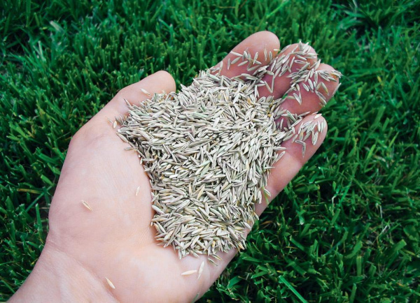 Семена травы овсяницы