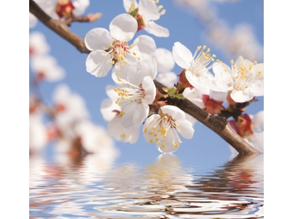 Фотообои DECOCODE Белые цветы 3х2,8