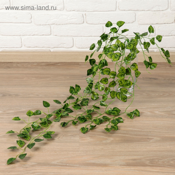 Лиана "Полосатые листья" 80см (разные листья) /1653766