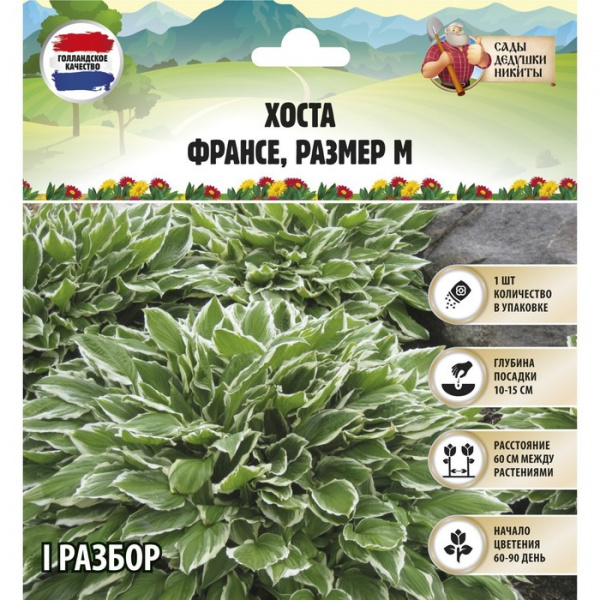 Хоста "Francee", р-р I, размер M,1 шт, Весна 2023/9491985