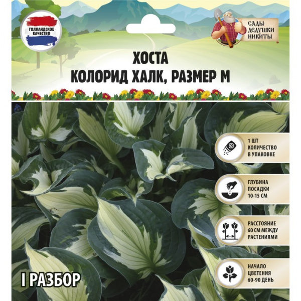 Хоста "Colored Hulk", р-р I, размер M,1 шт, Весна 2023/9491980