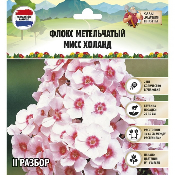 Флокс метельчтый "Miss holland" р-р II, 2 шт, Весна 2023/9492006