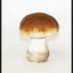 Гриб /036815