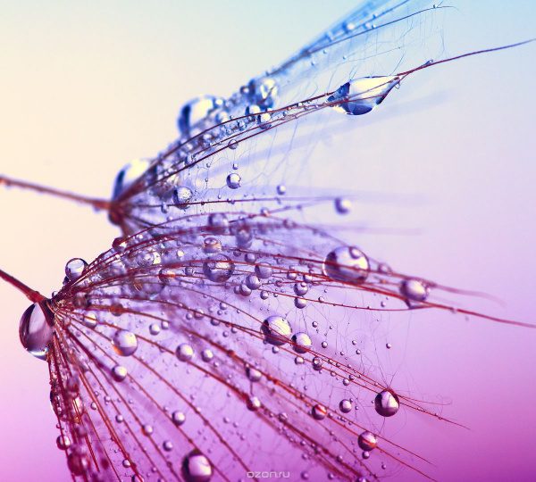 ДЕКОРАТИВНОЕ ПАННО/Barton Цветы 2,7х3м F15903