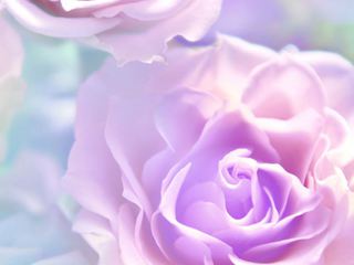 Фотообои DECOCODE Розовые розы 2х2,8