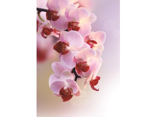 Фотообои DECOCODE Ветка орхидеи 2х2,8