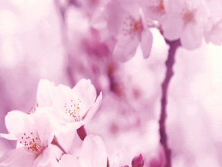 Фотообои DECOCODE Сакура 1х2,8