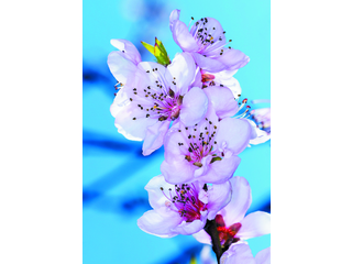 Фотообои DECOCODE Весна 2х2,8