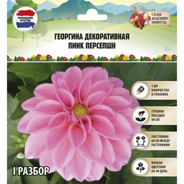 Георгина декоративная "Пинк Персепшн", р-р I, 1 шт, Весна 2023/4272760