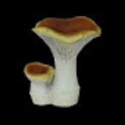 Два гриба /036799