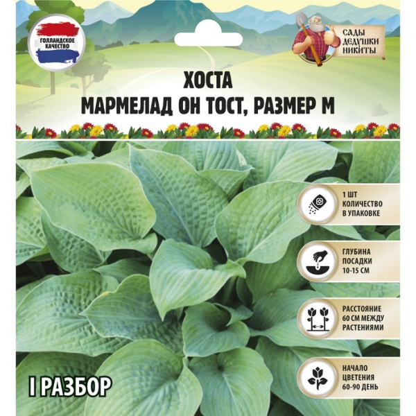 Хоста "Marmalade on Toast", р-р I, размер M,1 шт, Весна 2023/9491992