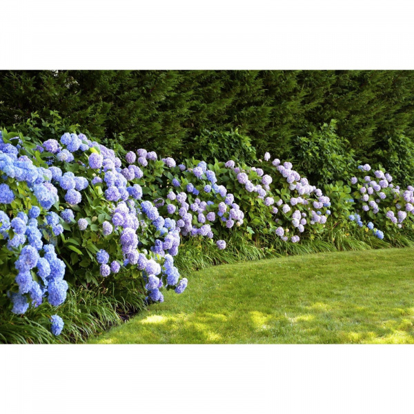 Фотобаннер, 300 × 160 см, с фотопечатью, «Гортензия» /2532171