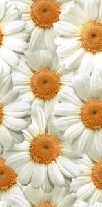 Декор 40х20 Камилла /506 (Нефрит-Керамика)