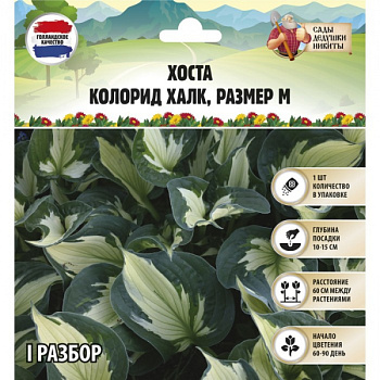 Хоста "Colored Hulk", р-р I, размер M,1 шт, Весна 2023/9491980