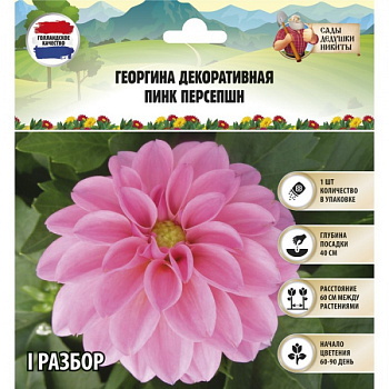 Георгина декоративная "Пинк Персепшн", р-р I, 1 шт, Весна 2023/4272760